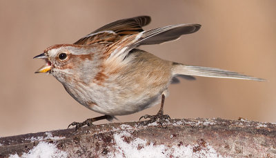 american tree sparrow 93