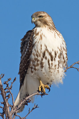 red-tailed hawk 190