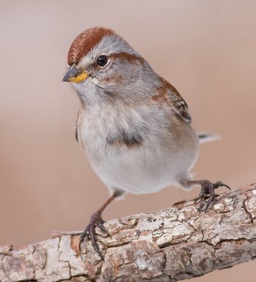 american tree sparrow 94
