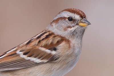 american tree sparrow 95