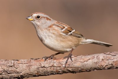 american tree sparrow 96