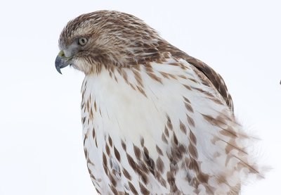 red-tailed hawk 191