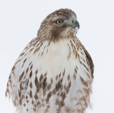 red-tailed hawk 192