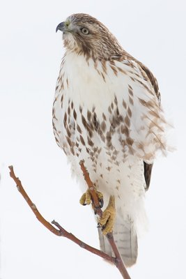 red-tailed hawk 193