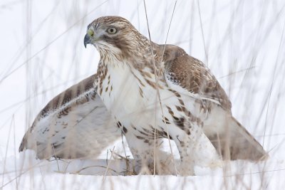 red-tailed hawk 194
