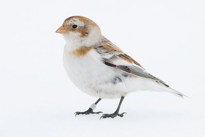 snow bunting 7