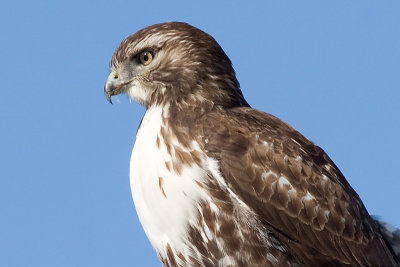 red-tailed hawk 195