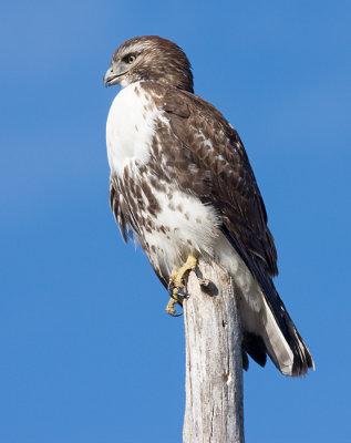 red-tailed hawk 196