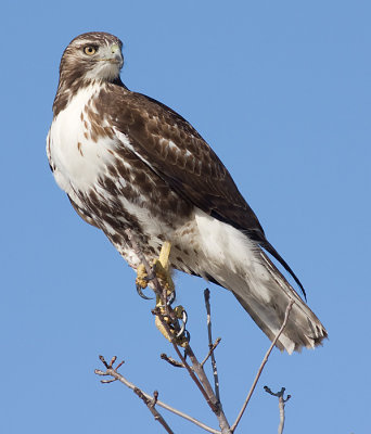 red-tailed hawk 197