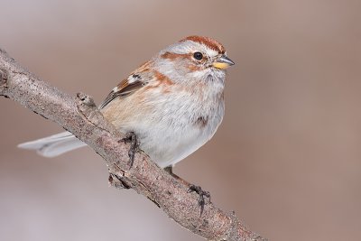 american tree sparrow 98