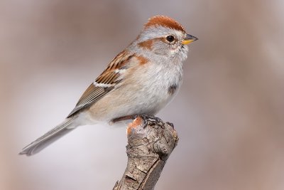 american tree sparrow 99