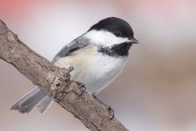 chickadee 523