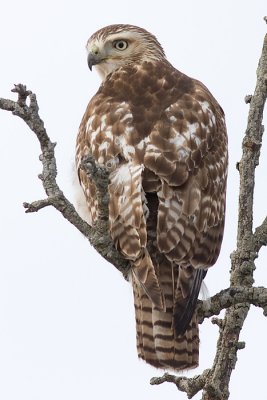 red-tailed hawk 198