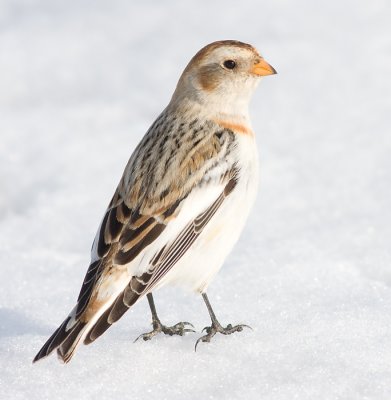 snow bunting 11