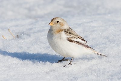 snow bunting 12