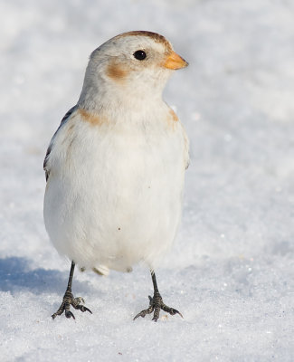 snow bunting 13