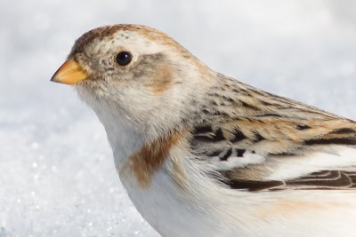 snow bunting 16