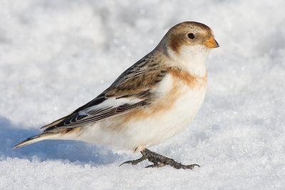 snow bunting 17