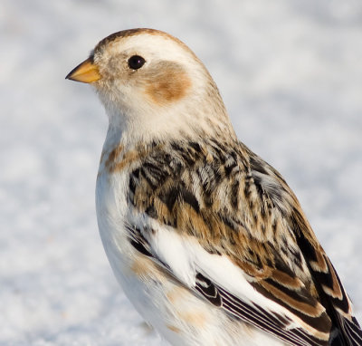 snow bunting 18