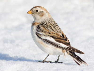 snow bunting 19