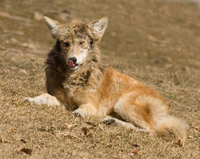 mangy coyote 3