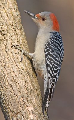 red-bellied woodpecker 141