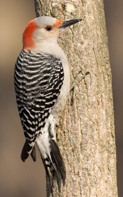 red-bellied woodpecker 142