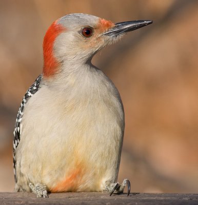 red-bellied woodpecker 143