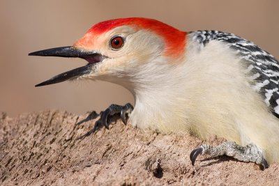 red-bellied woodpecker 144