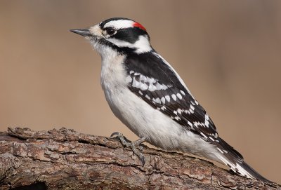 downy woodpecker 334