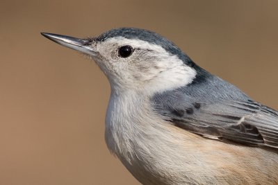 white-breasted nuthatch 247
