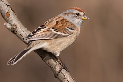 american tree sparrow 101