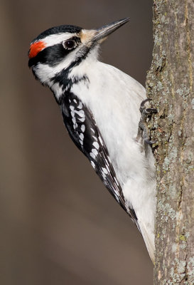 hairy woodpecker 40