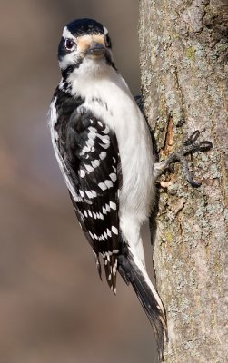 hairy woodpecker 41