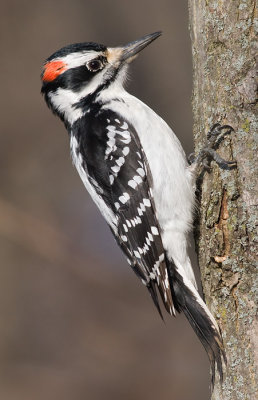hairy woodpecker 42
