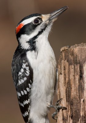 hairy woodpecker 43