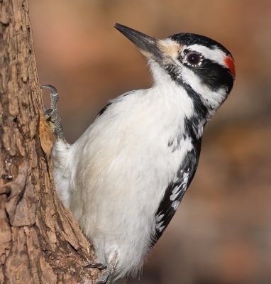 hairy woodpecker 44