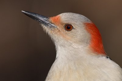 red-bellied woodpecker 147