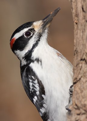 hairy woodpecker 45