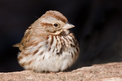 song sparrow 92