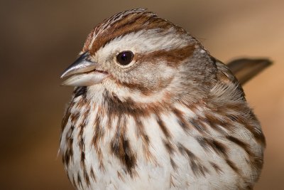 song sparrow 93