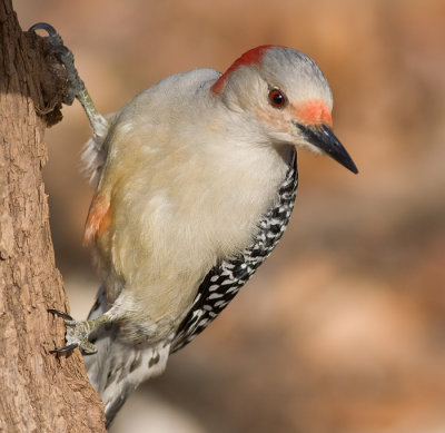 red-bellied woodpecker 152