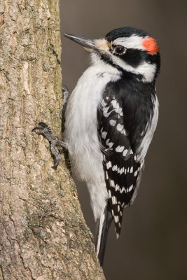 hairy woodpecker 46