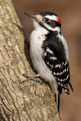hairy woodpecker 47