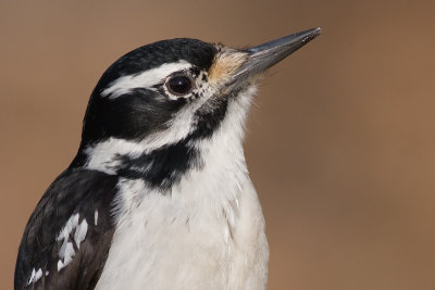 hairy woodpecker 48