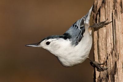 white-breasted nuthatch 248