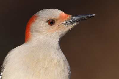 red-bellied woodpecker 153