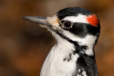 hairy woodpecker 50