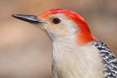 red-bellied woodpecker 154