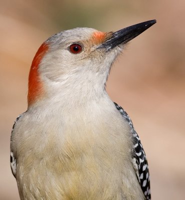 red-bellied woodpecker 155